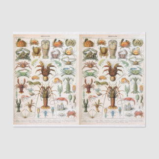 Papel De Seda Ilustracion Millot, Crustáceos, Desahuciación
