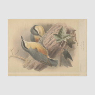 Papel De Seda Ilustracion vintage de Nuthatch