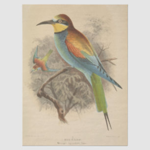 Papel De Seda Ilustracion vintage del abejorro europeo