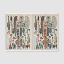 Ilustraciones de jarras, plumas de aves, desenlace