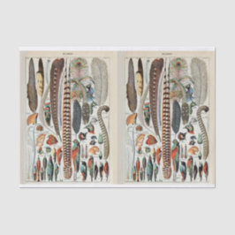 Papel De Seda Ilustraciones de jarras, plumas de aves, desenlace