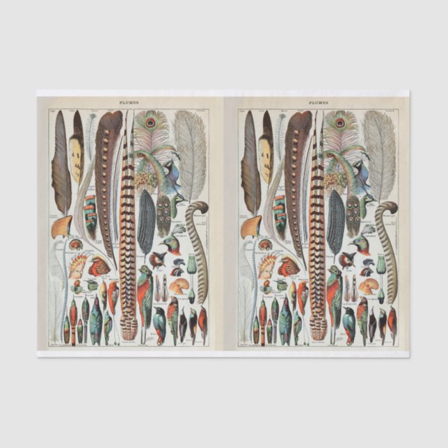 Papel De Seda Ilustraciones de jarras, plumas de aves, desenlace (Anverso)