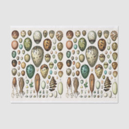 Papel De Seda Ilustraciones, Huevos, Desnudos