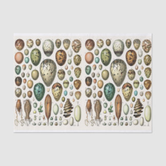 Papel De Seda Ilustraciones, Huevos, Desnudos