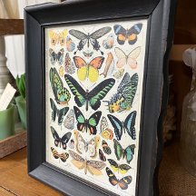 Ilustraciones, mariposas, decoraciones