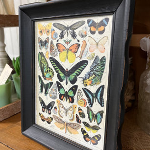 Papel De Seda Ilustraciones, mariposas, decoraciones