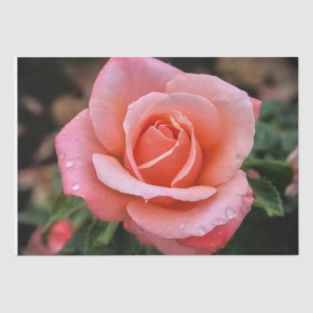 Papel De Seda Impresión de arte botánico Rosa romántico (Anverso)