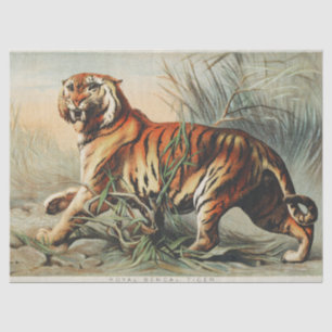 Papel De Seda Impresión de arte naturalista del tigre real de Be