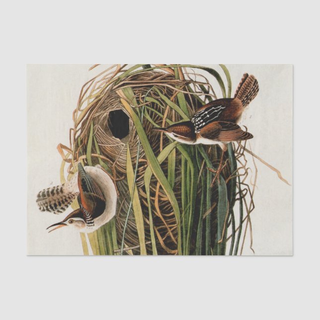 Papel De Seda Impresión de ave de Carricero de Audubon (Anverso)