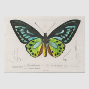 Papel De Seda Impresión de especímenes de mariposa de época