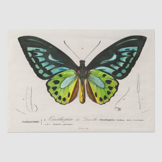 Papel De Seda Impresión de especímenes de mariposa de época (Anverso)