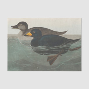 Papel De Seda Impresión de Negrón Americano de Audubon: Pato Cos