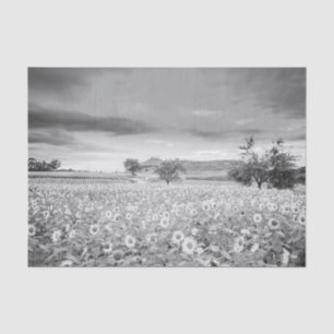 Papel De Seda Impresionante foto en blanco y negro de campo de g