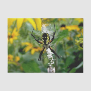 Papel De Seda Impresionante foto Orb Spider en la Web