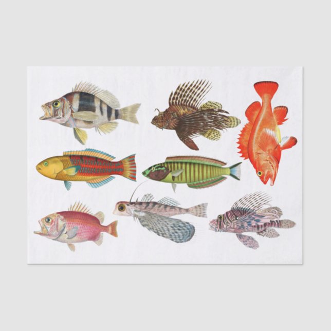 Papel De Seda Impresiones de artistas Especies de peces de vida  (Anverso)