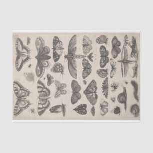 Papel De Seda Insectos Decoupage de los lepidópteros de la