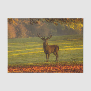 Papel De Seda Inspiraciones de la Naturaleza Regal Buck