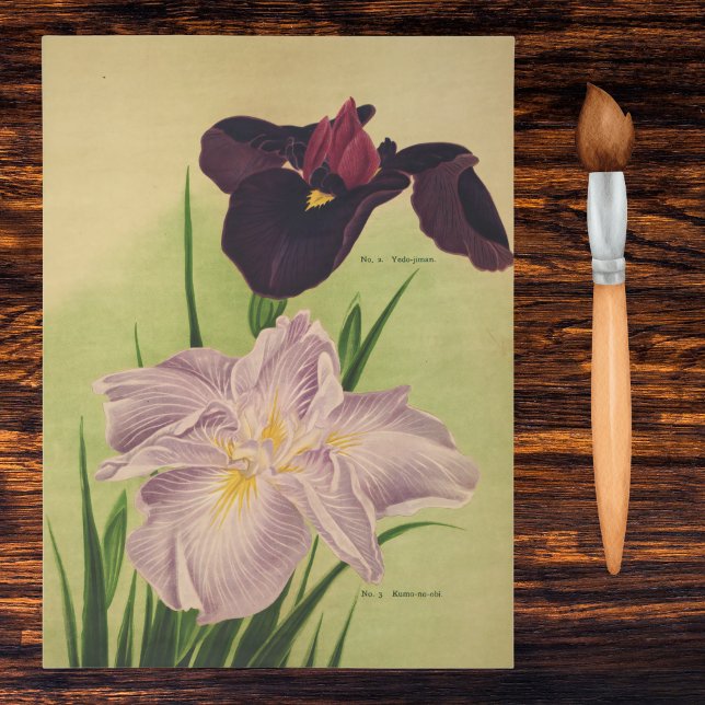 Papel De Seda Iris Acuático Japonés Catálogo Botánico Antiguo (Subido por el creador)