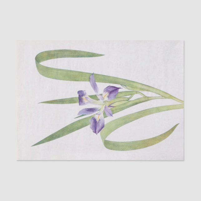 Papel De Seda Iris Foliosa por William Dykes (Anverso)