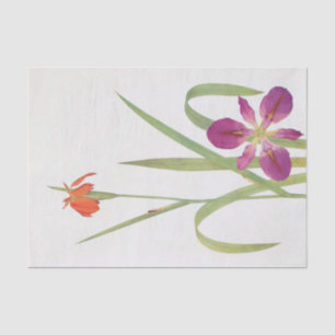 Papel De Seda Iris Fulva e Iris Fulvala por William Dykes