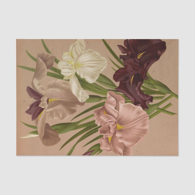 Papel De Seda Iris Kaempferi. Var por Arentina Hendrica Arendsen (Anverso)