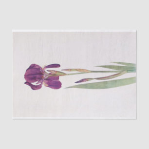 Papel De Seda Iris Kochii de William Dykes