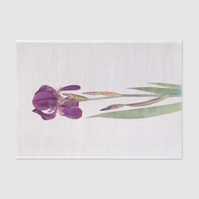 Papel De Seda Iris Kochii por William Dykes (Anverso)