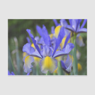 Papel De Seda Iris morado N amarillo