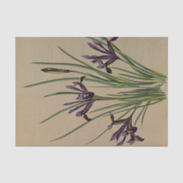 Papel De Seda Iris Reticulata por Arentina Hendrica Arendsen