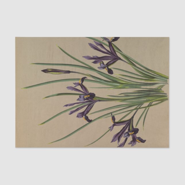 Papel De Seda Iris Reticulata por Arentina Hendrica Arendsen (Anverso)