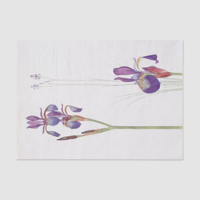Papel De Seda Iris Sibirica e Iris Orientalis de William Dykes (Anverso)