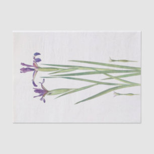 Papel De Seda Iris Sintenisii e Iris Spuria por William Dykes