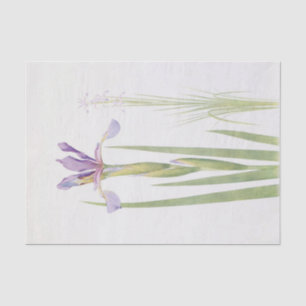 Papel De Seda Iris Spuria (Cachemira) por William Dykes