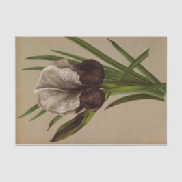 Papel De Seda Iris Susiana por Arentina Hendrica Arendsen