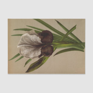 Papel De Seda Iris Susiana por Arentina Hendrica Arendsen