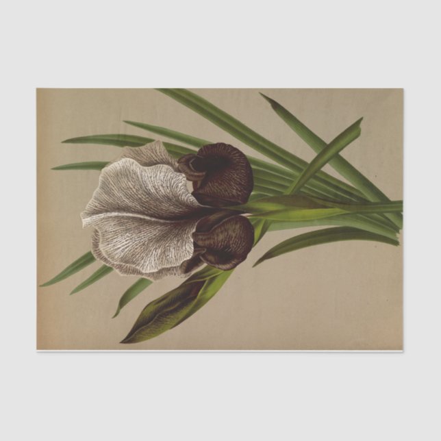 Papel De Seda Iris Susiana por Arentina Hendrica Arendsen (Anverso)