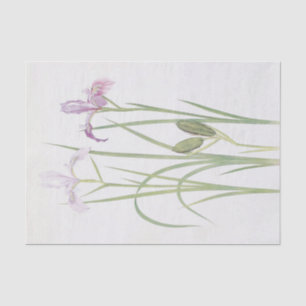 Papel De Seda Iris Tenax por William Dykes