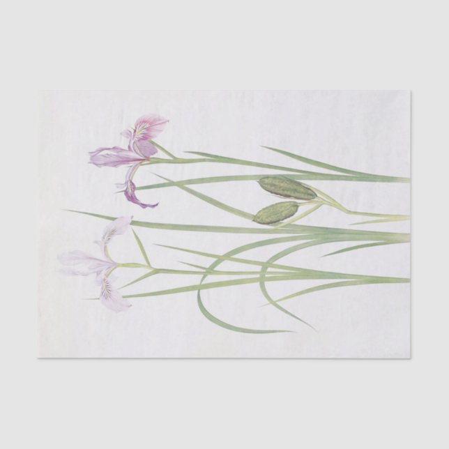 Papel De Seda Iris Tenax por William Dykes (Anverso)