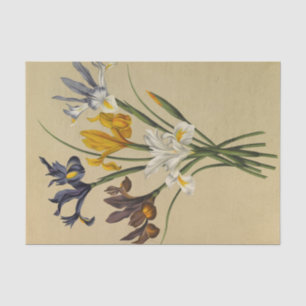 Papel De Seda Iris Xiphium (Iris Hispanica) de Arentina Arendsen