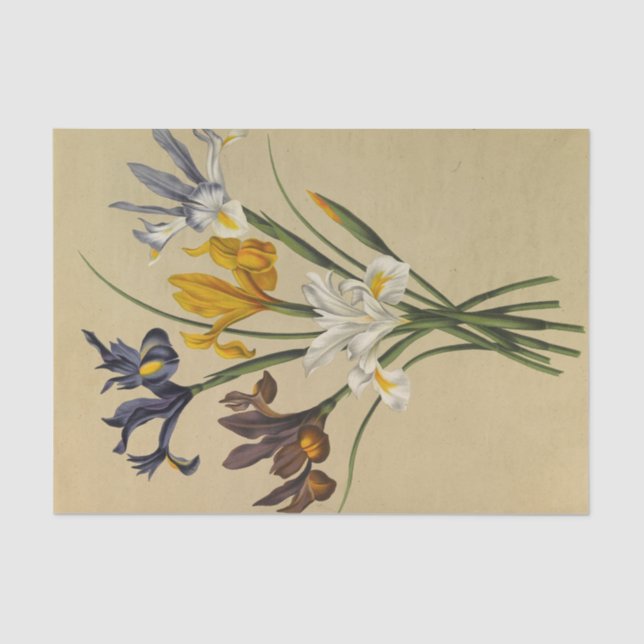 Papel De Seda Iris Xiphium (Iris Hispanica) de Arentina Arendsen (Anverso)