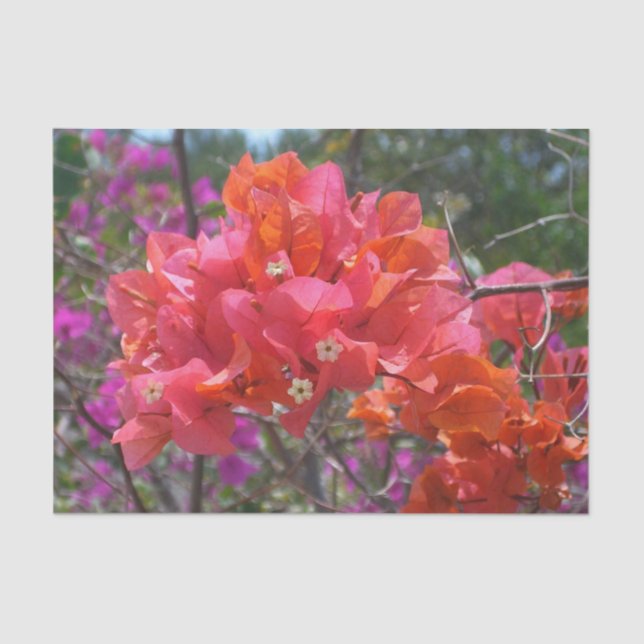 Papel De Seda Isla Tropical Rosa Bougainvillea Floral (Anverso)