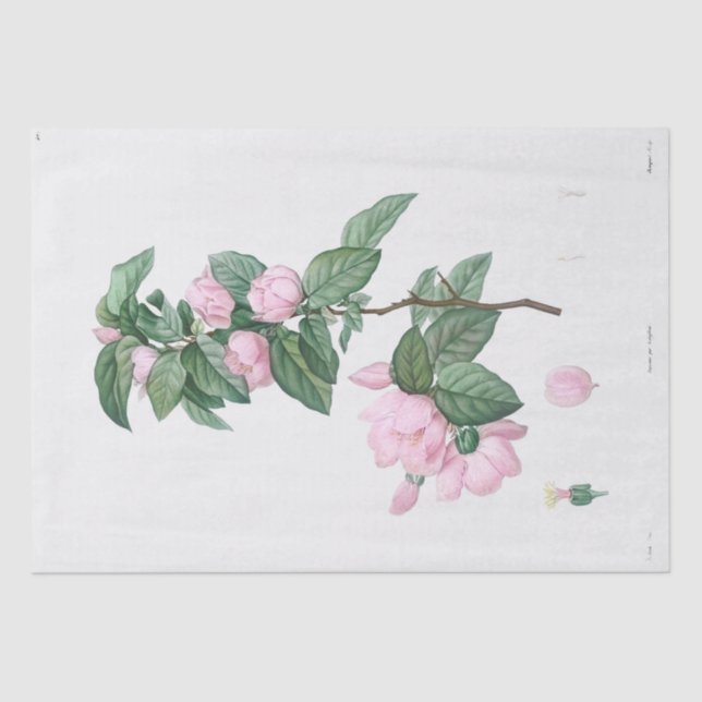 PAPEL DE SEDA: J.J. ROUSSEAU : FLORES PALE PINK (Anverso)