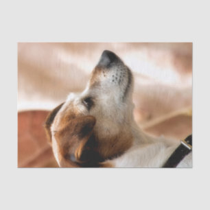 PAPEL DE SEDA JACK RUSSELL TERRIER DOG