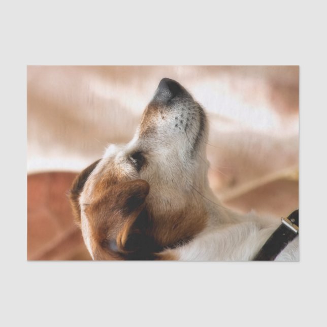 PAPEL DE SEDA JACK RUSSELL TERRIER DOG (Anverso)