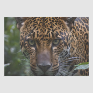 Papel De Seda Jaguar Muy Cerca En El Bosque,
