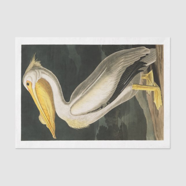 Papel De Seda James Audubon Pelican Decoupage Tejido Nautical (Anverso)