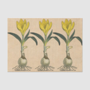 Papel De Seda Jardín Botánico de Tulipanes Amaryllis Flor