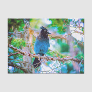 Papel De Seda Jay de Steller - Fotografía original