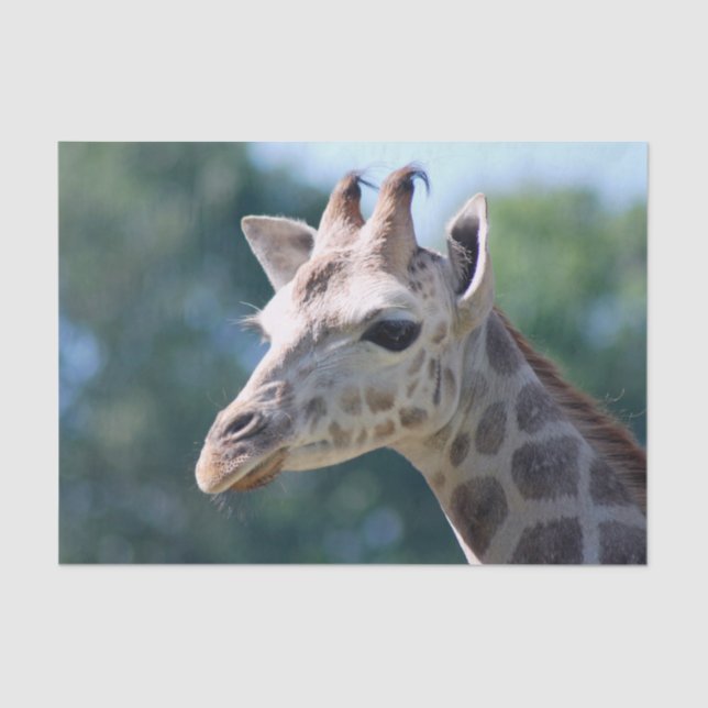 Papel De Seda Jirafa (Anverso)