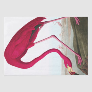 Papel De Seda John James Audubon Flamingo Pink Artwork Decoupage